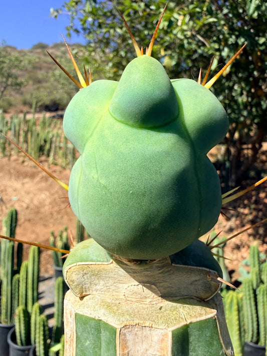 “EL SERPIEÑTE” unique Melty Growth !!