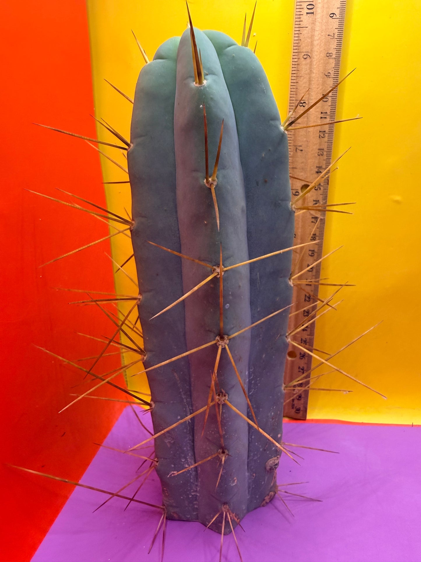 Revert Longform TBM PENISCACTUS !!!
