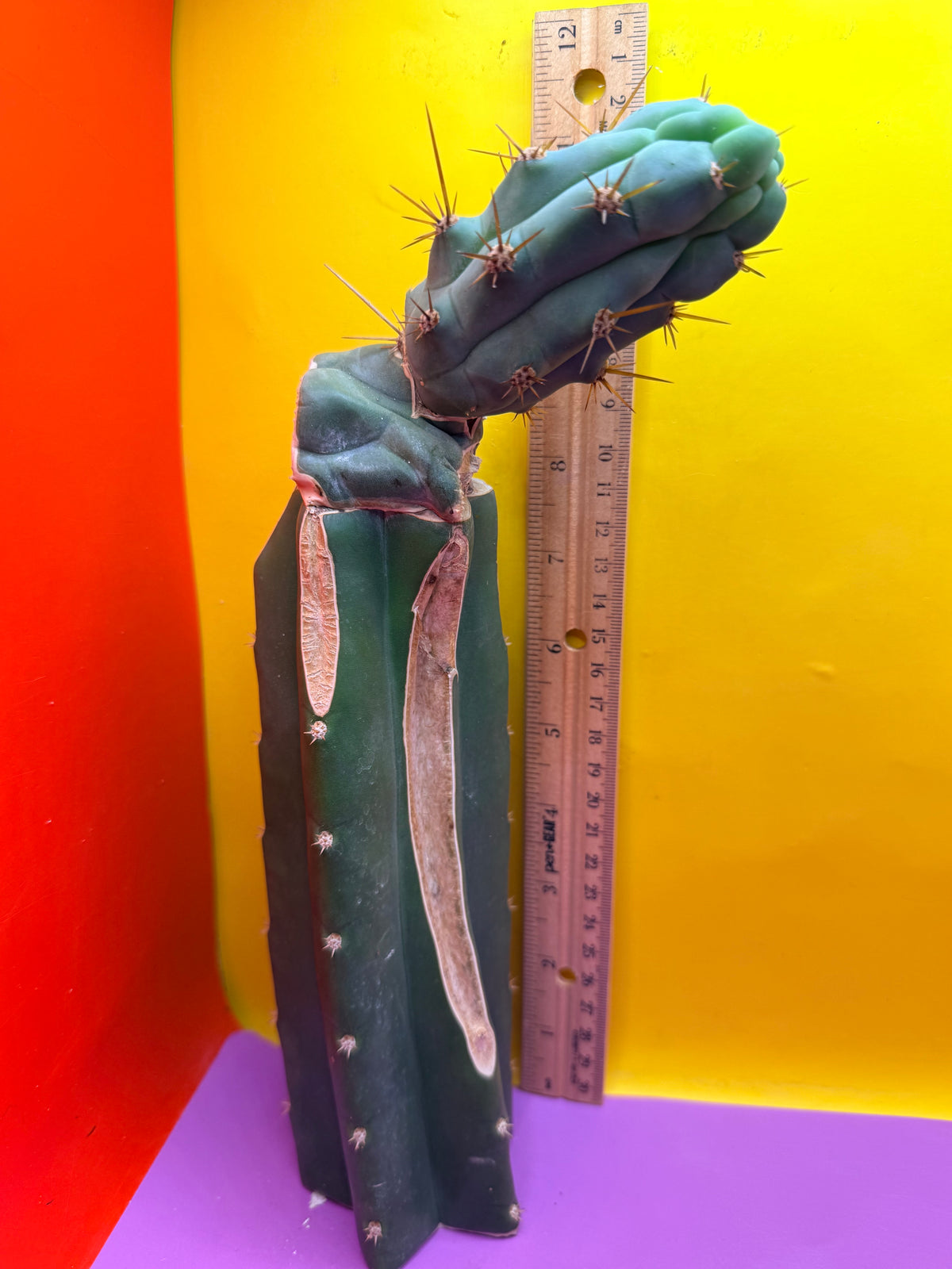 Grafted Bruce’s Dragon