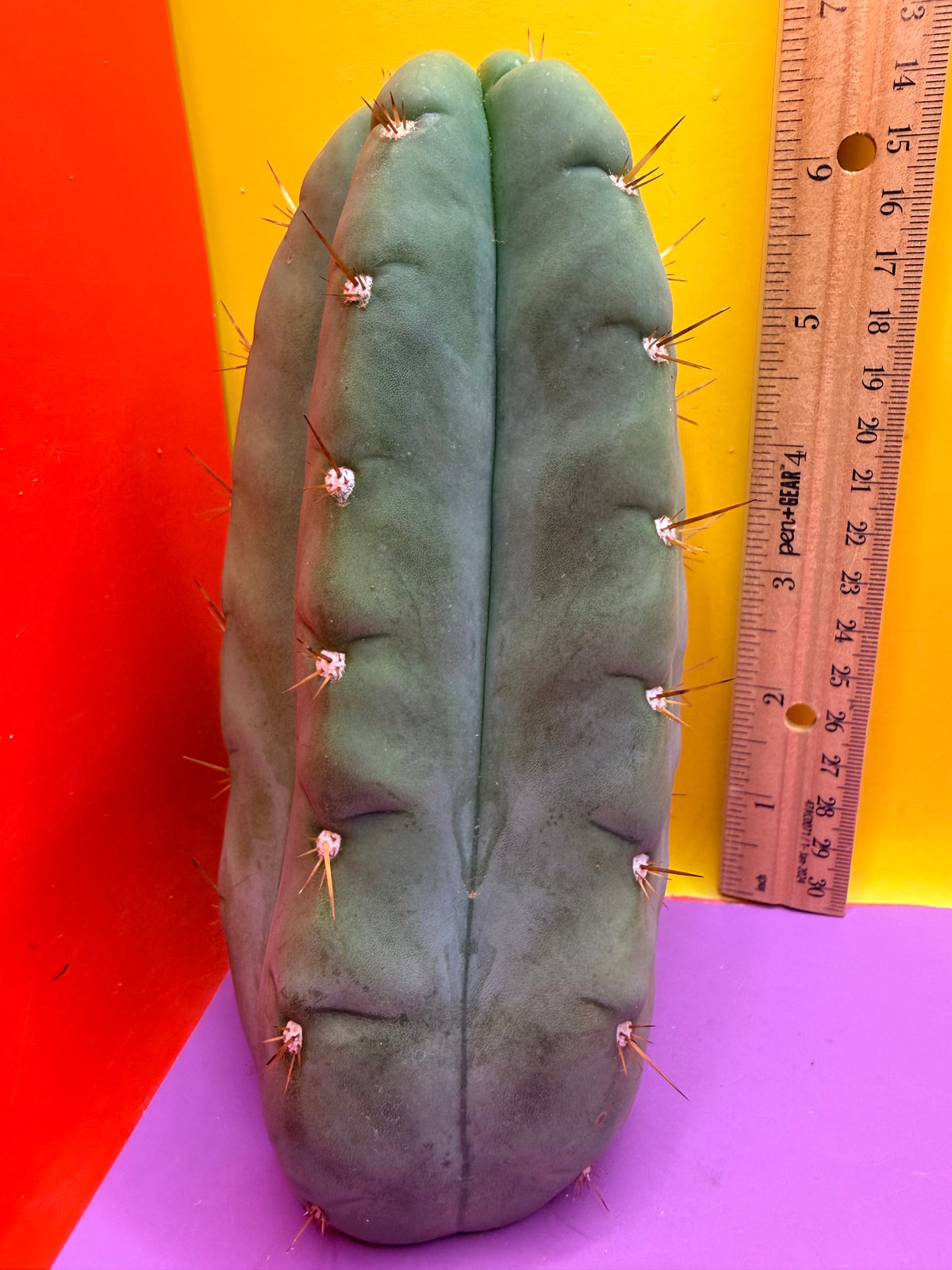 “DON HUAN” Fat huanucoensis over 3” thic !!!