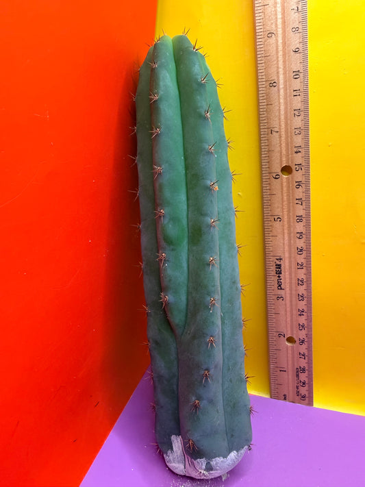 San Pedro Cactus