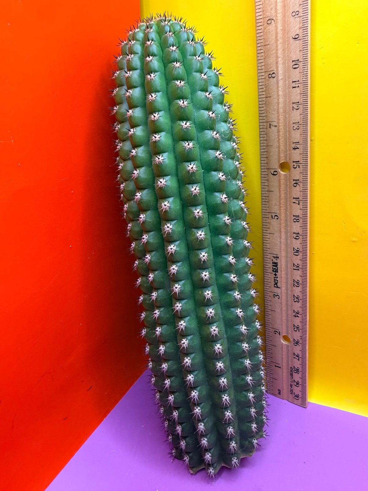 Trichocereus Brevispinulosus