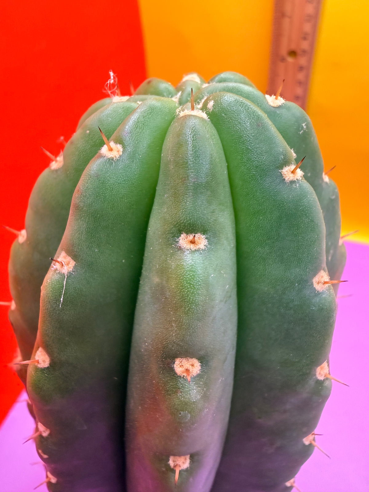 CACTO HEBRIDO over 3” THIC !