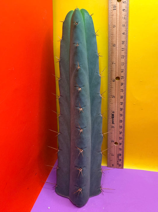 Yowie x Wowie cactus cutting