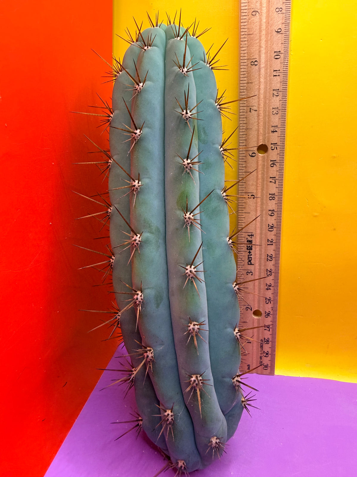 Serra blue