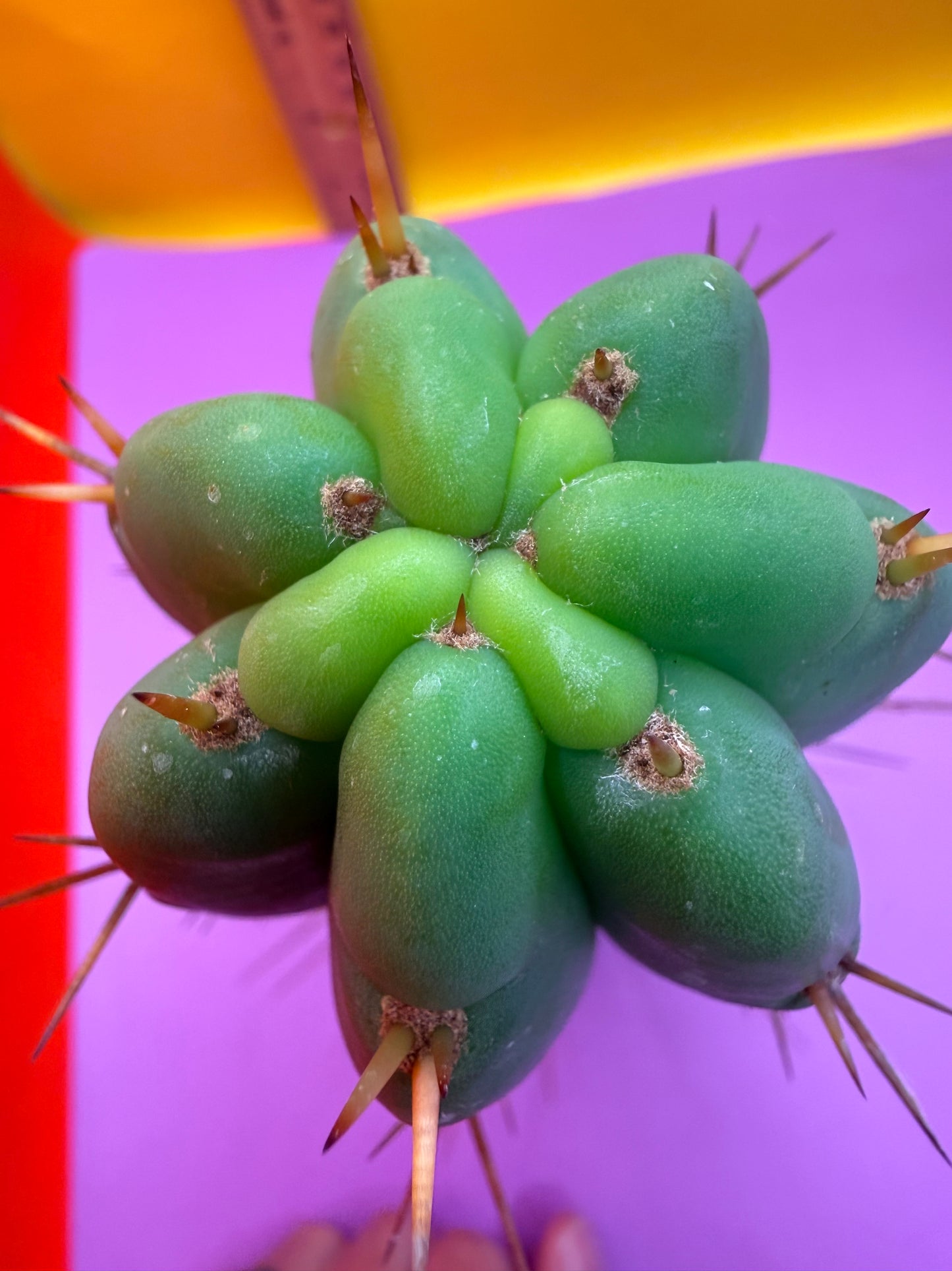 PALA  ! This exact cactus cutting of trichocereus