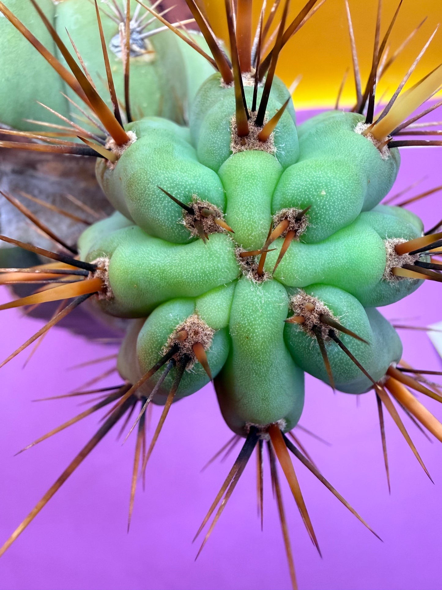 Swamp Thing Graft