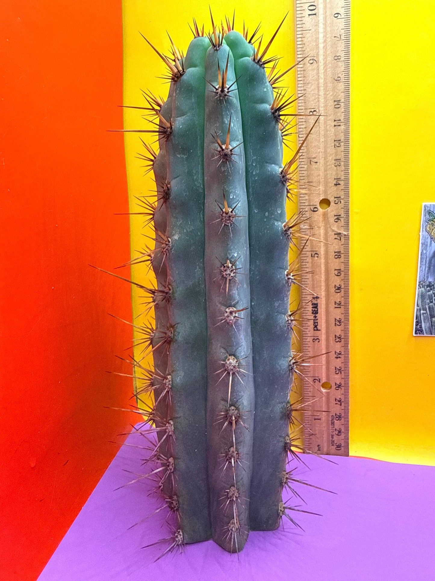 Peruzco trichocereus cactus cutting
