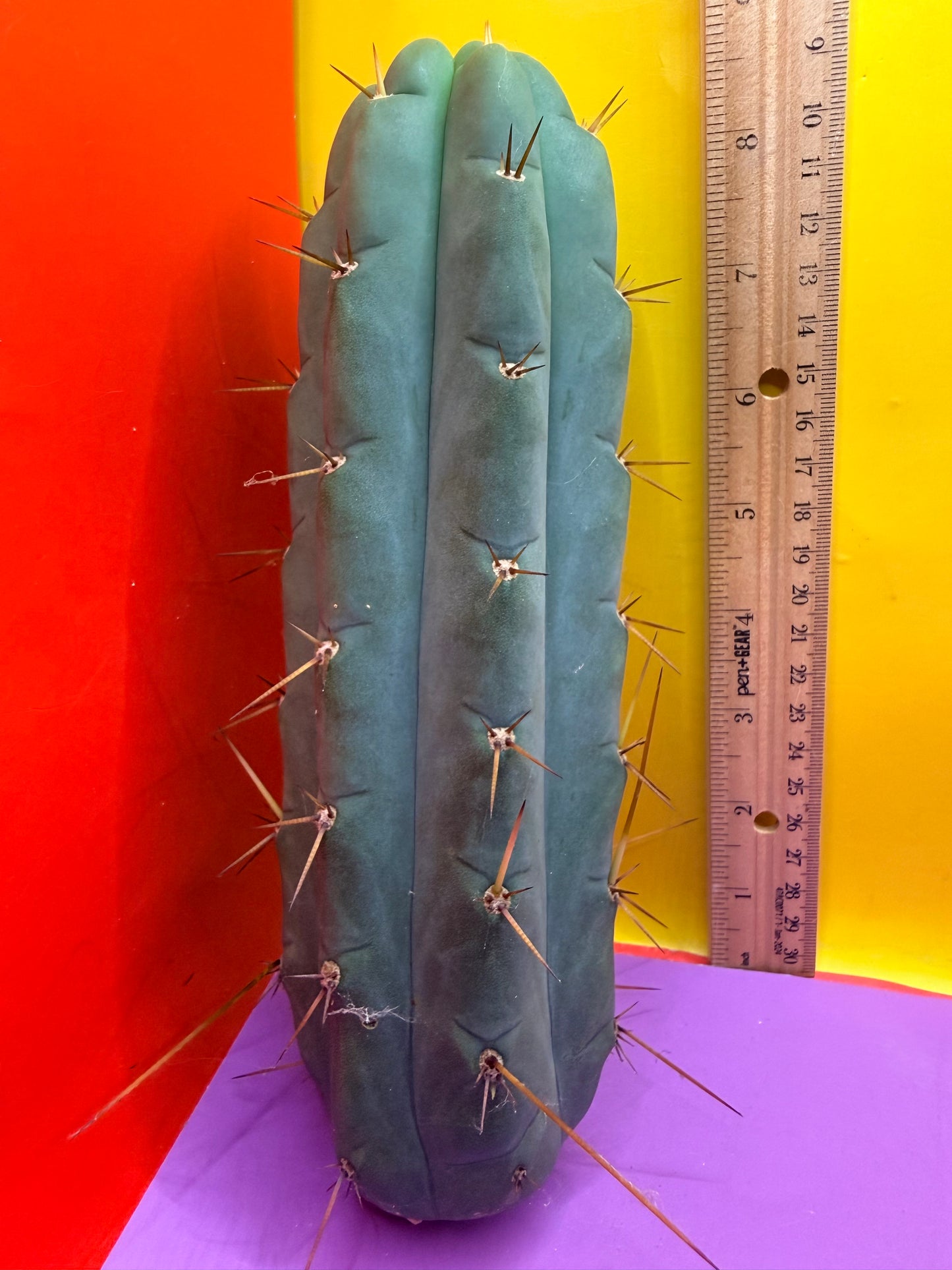 Yowie x Wowie cactus cutting