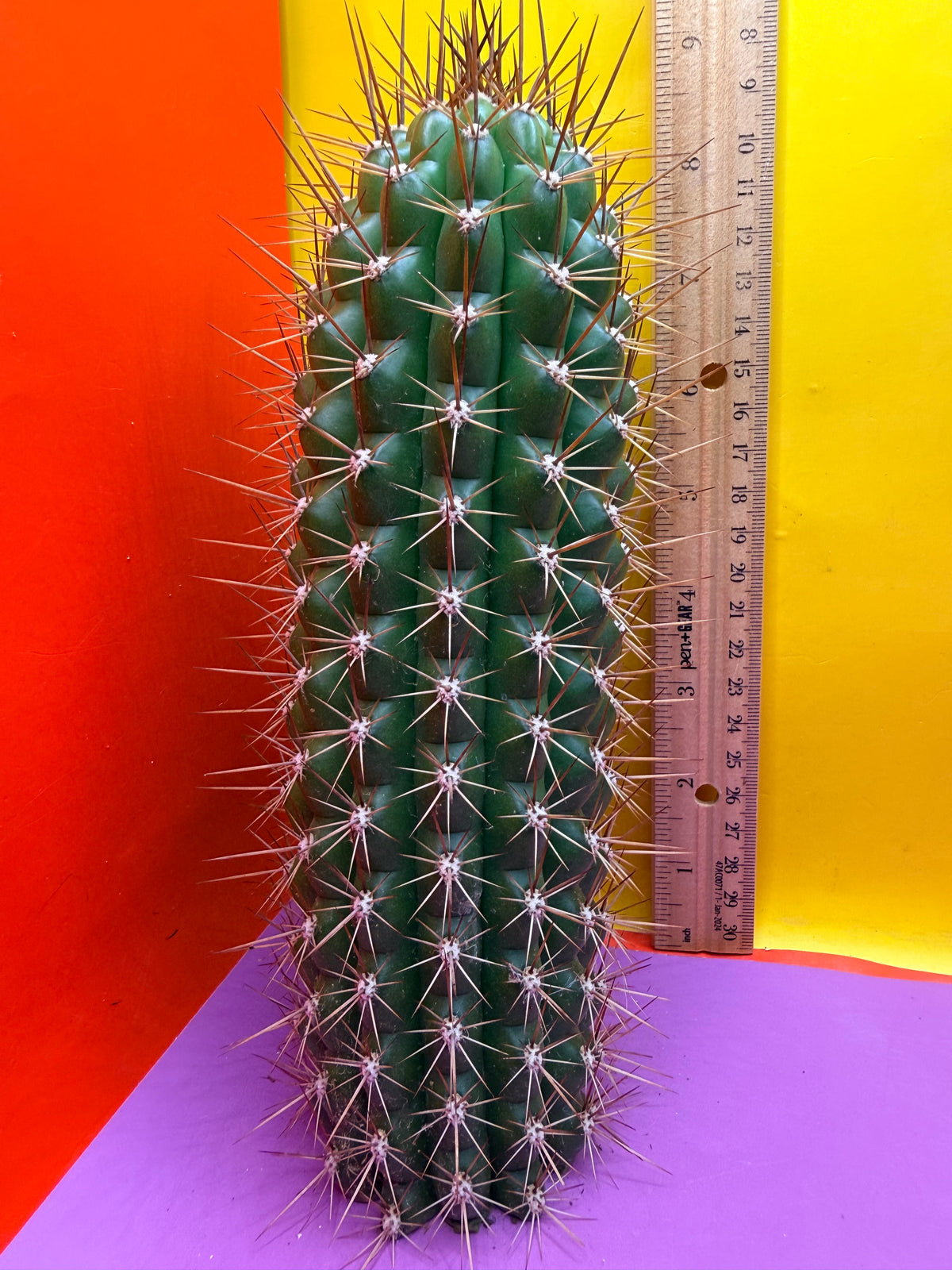 Trichocereus thelegonus