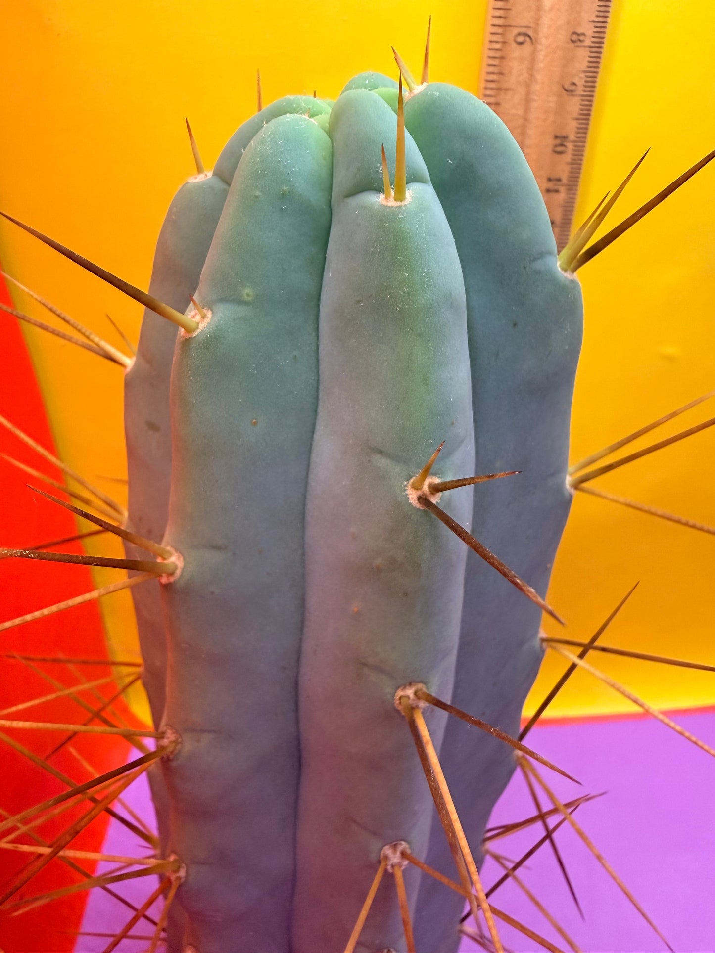 Revert Longform TBM PENISCACTUS !!!