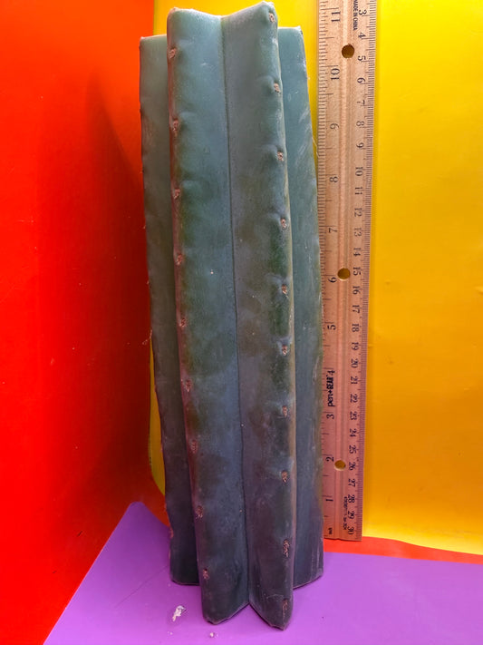 Mature Cahuilla cactus Mid section cutting