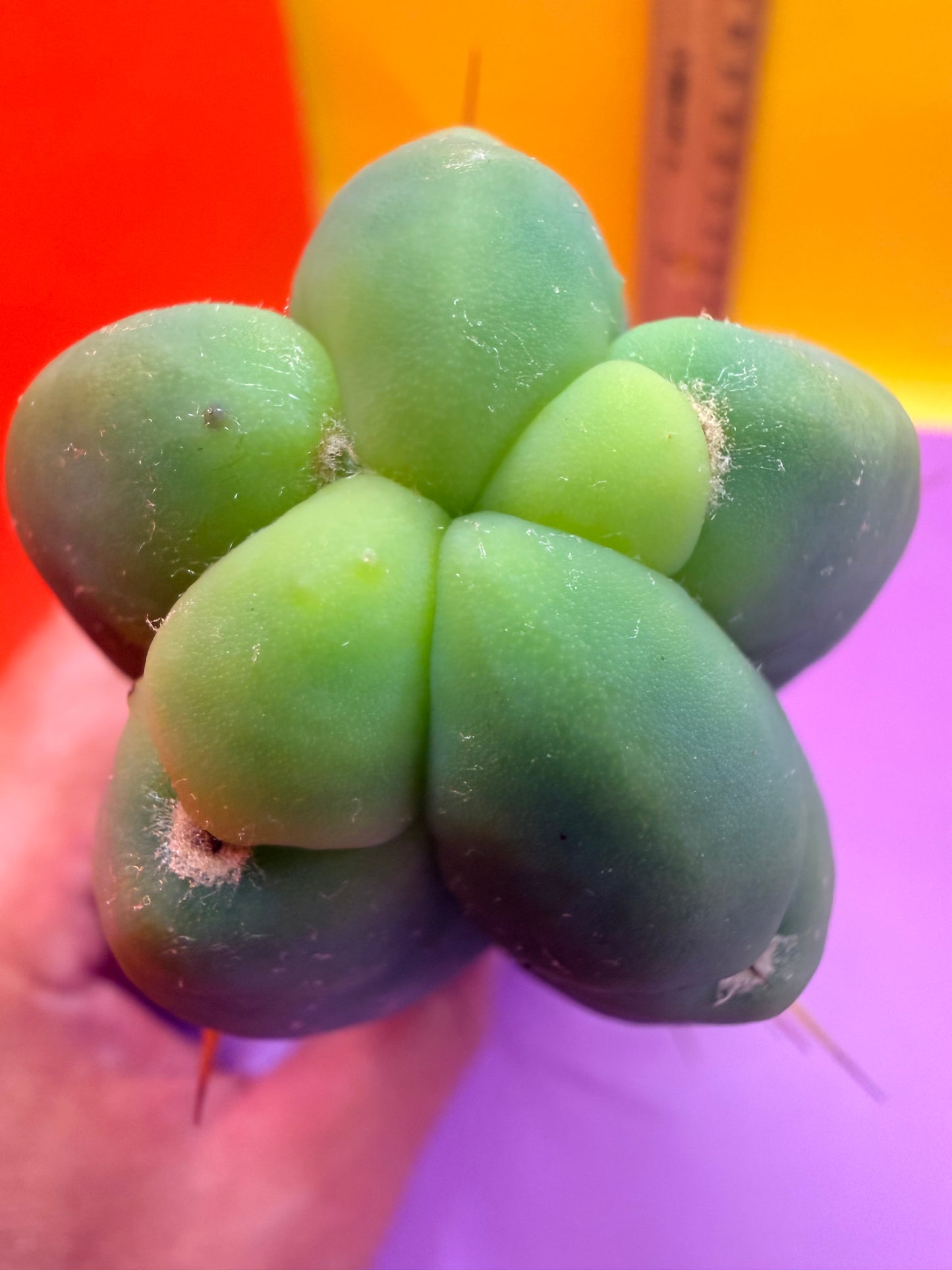 Trichocereus Bridgesii cutting of “DEL DIOS”