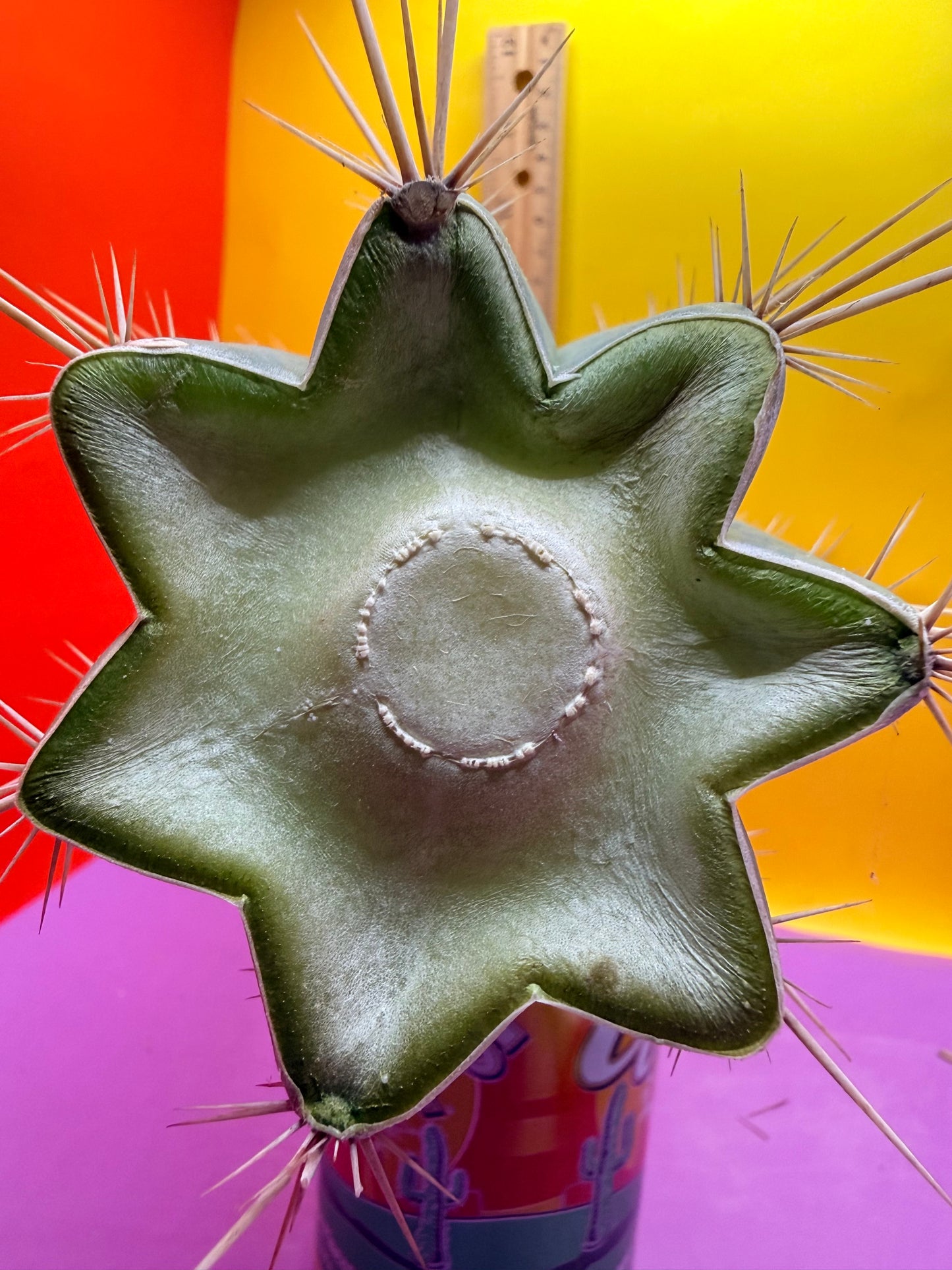 Trichocereus Puquiensis - cv “Linda”