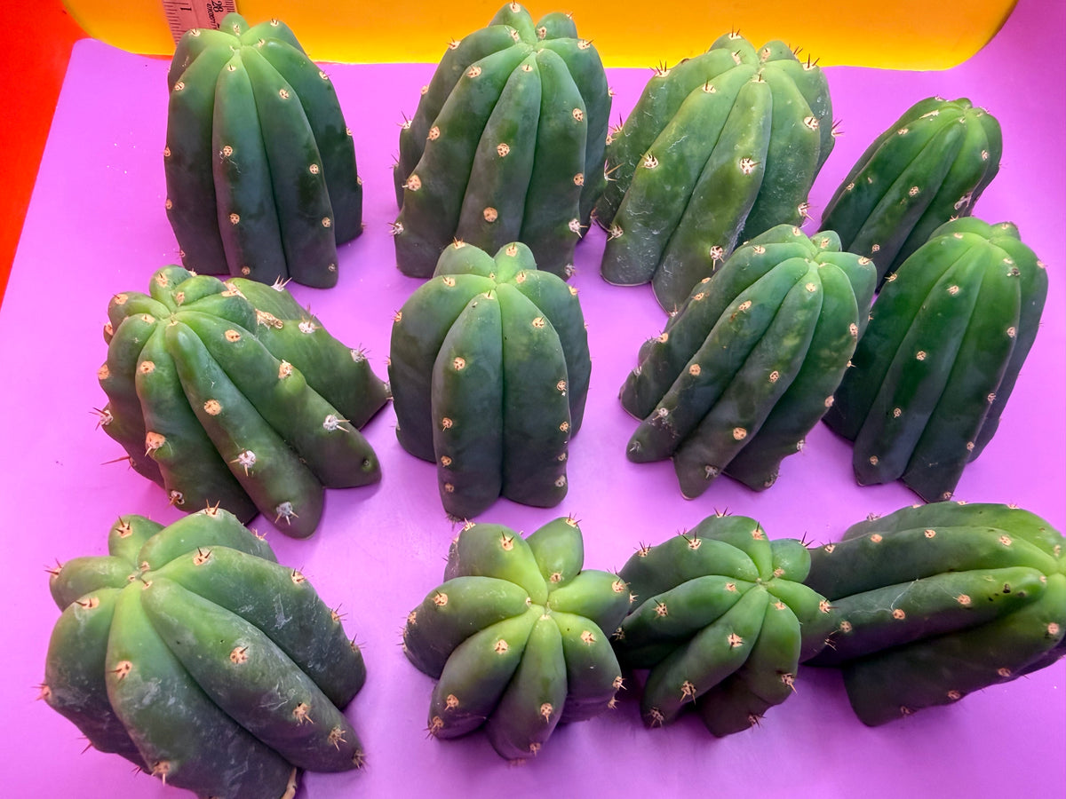 San Pedro cactus tips ! A dozen -12