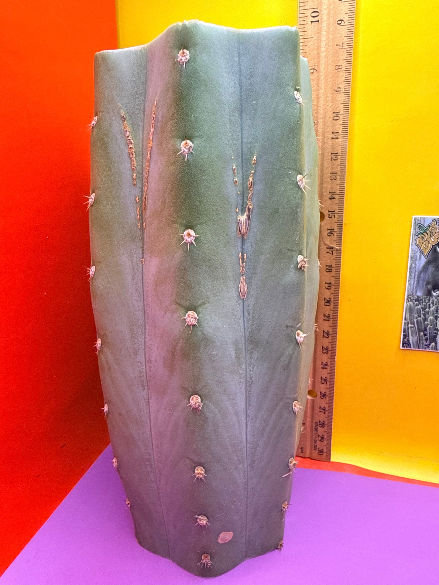 Blue Juules Giant !