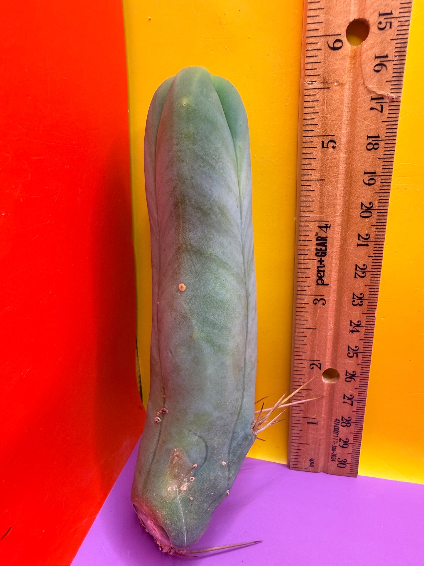 TBM-A LONG FORM CACTUS