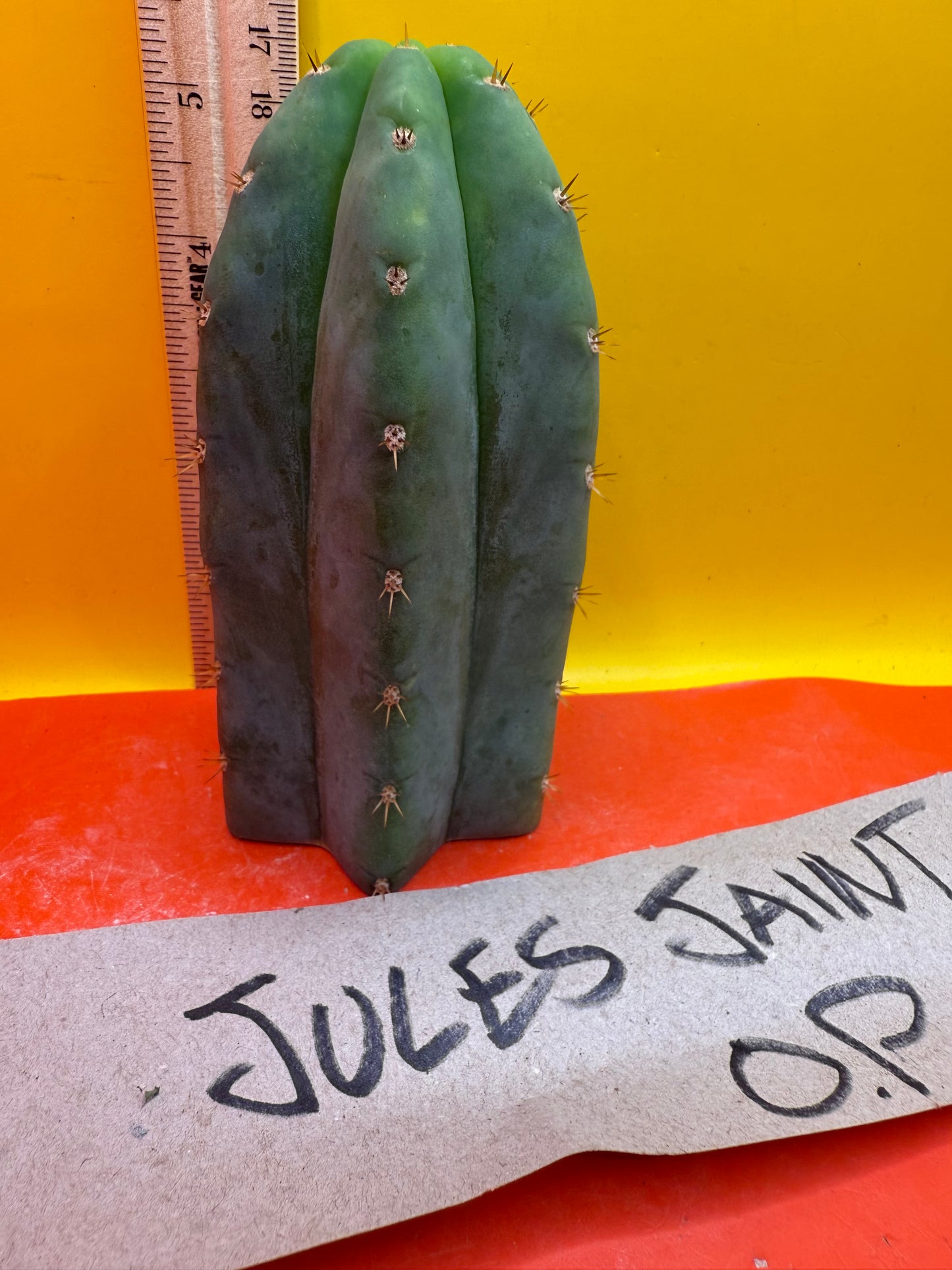 Jacks Juuls JJ  O.P. “Type-A” cactus cutting JJOP