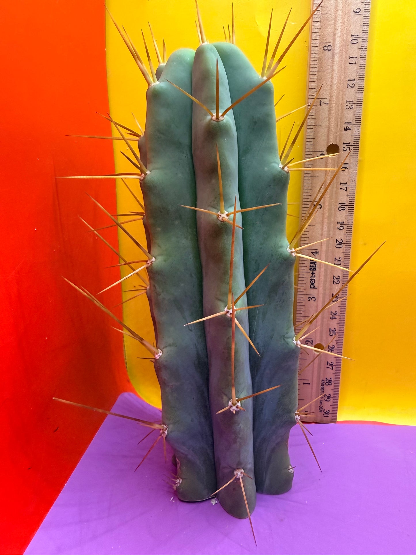 Reverted PENiSCACTUS !!! Longform tbmA