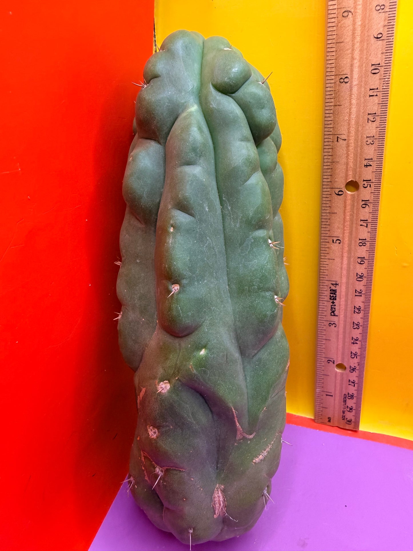 Monstrose San Pedro cactus - TPM !