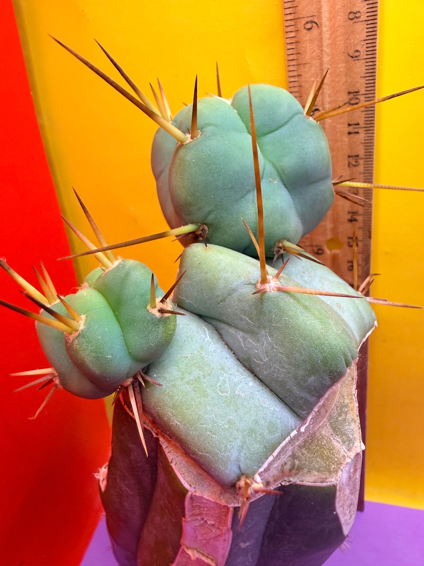 EL SERPIEÑTE Double pup Graft!