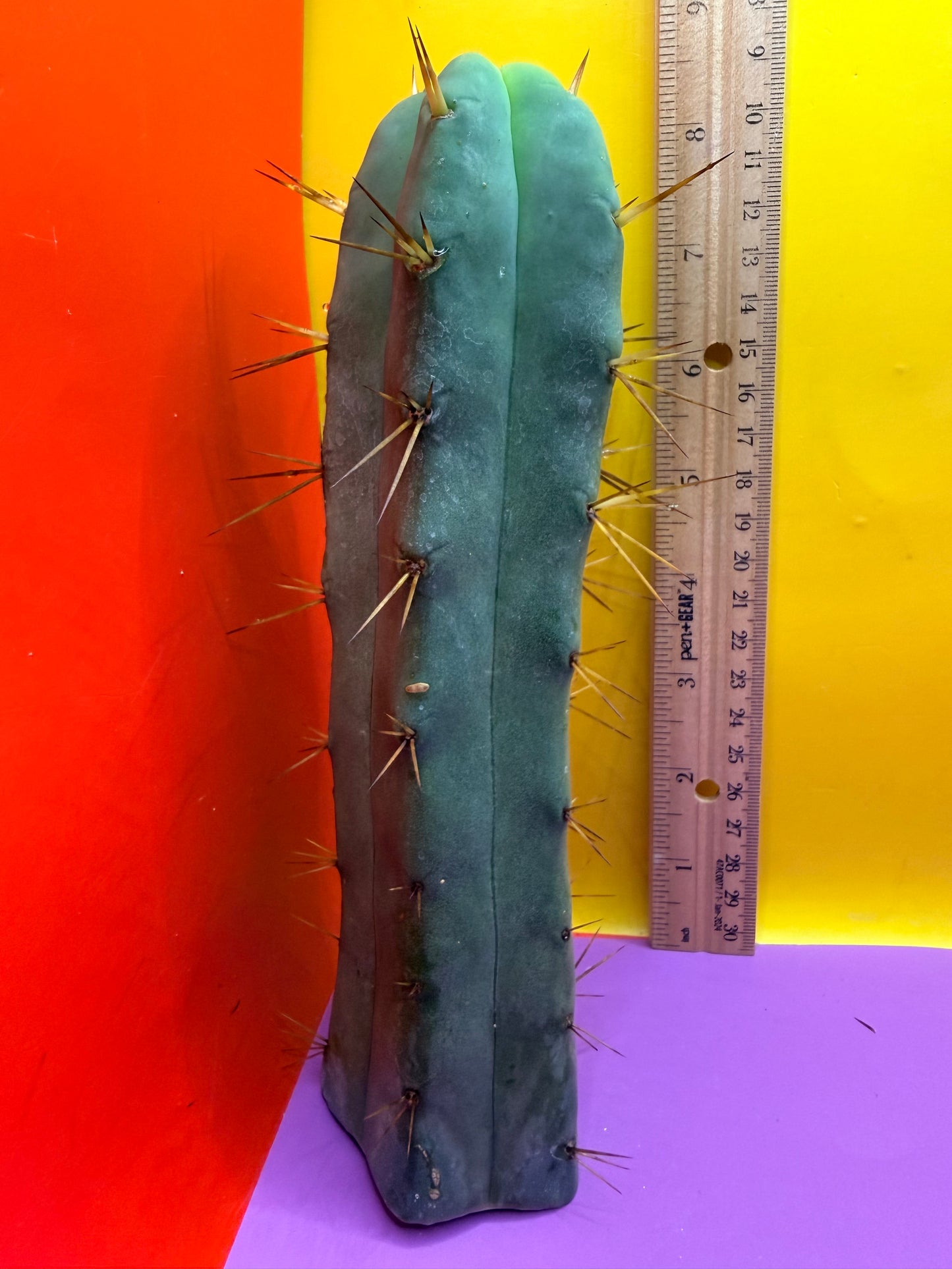 Jiimz Twin spine - this exact one pictured