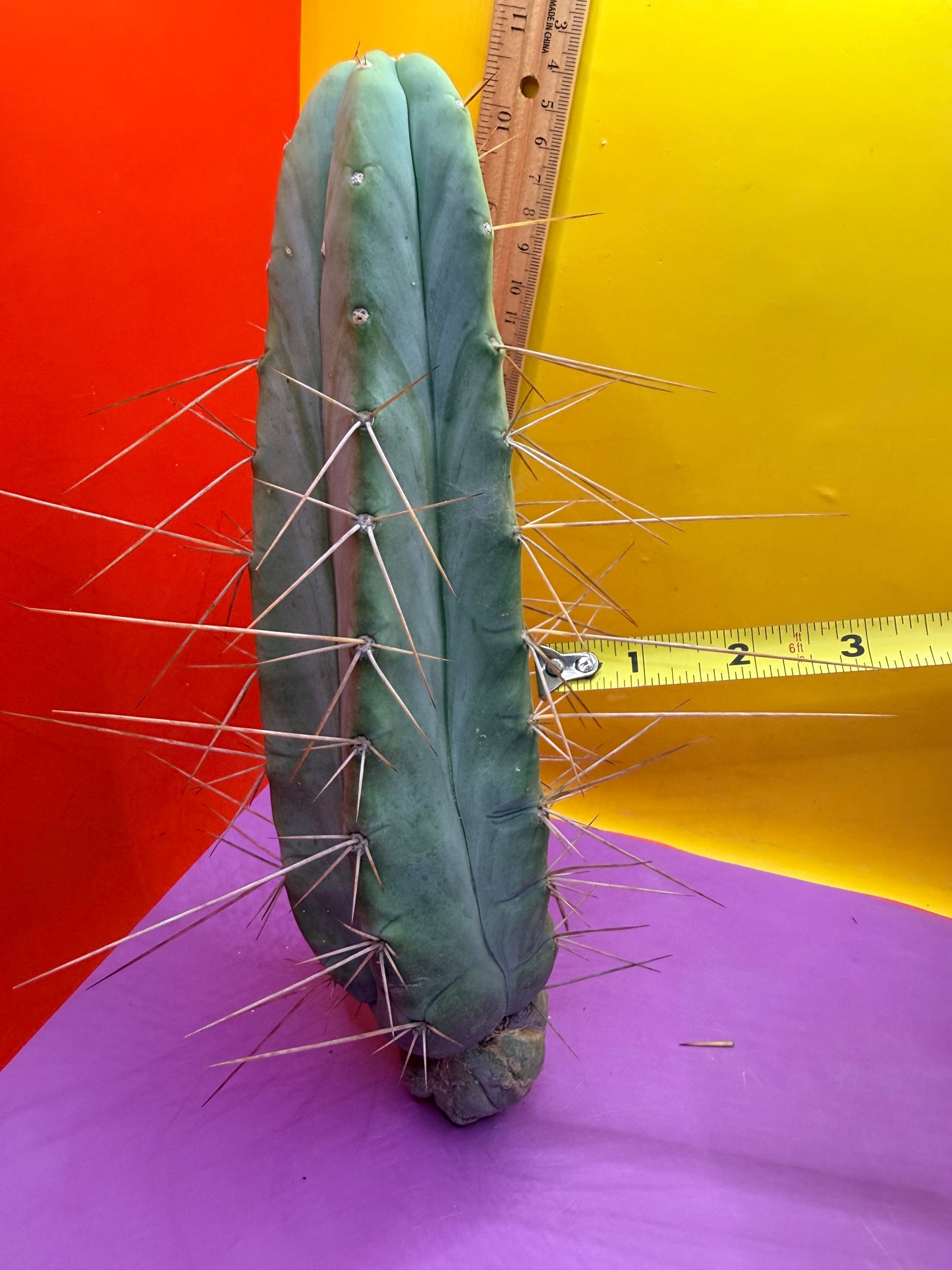 PALA REZ 🌶️!!