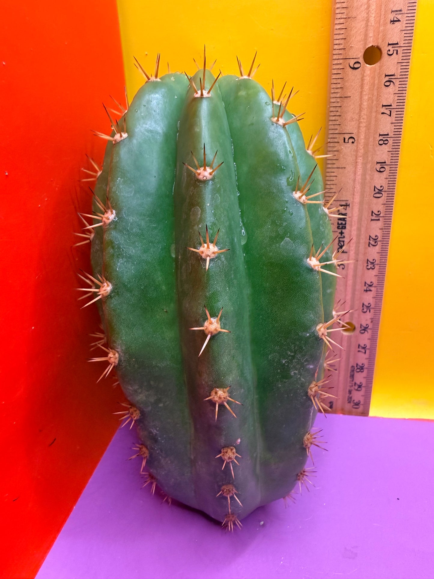 Cacto hebrido