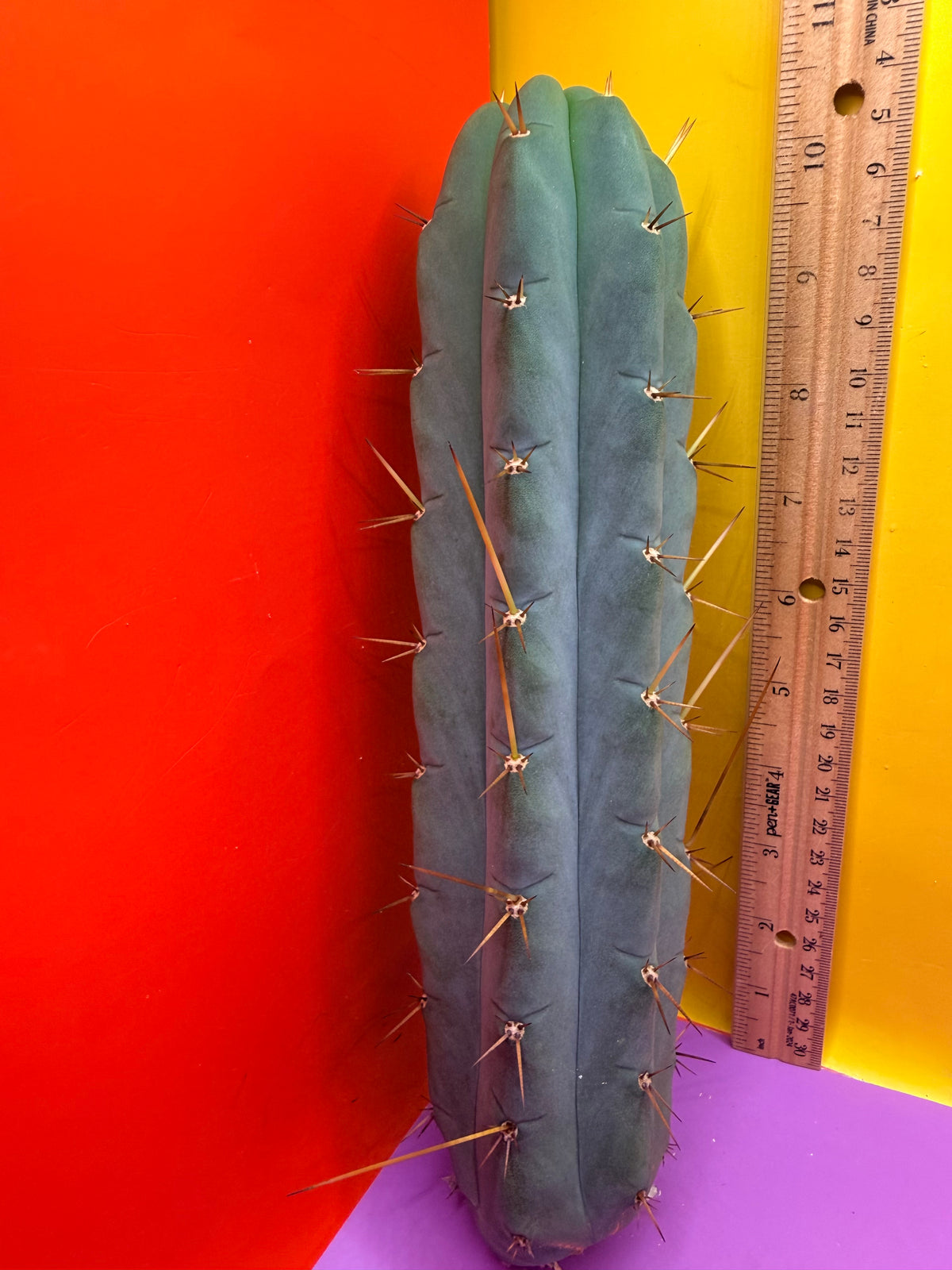 Yowie x Wowie cactus cutting