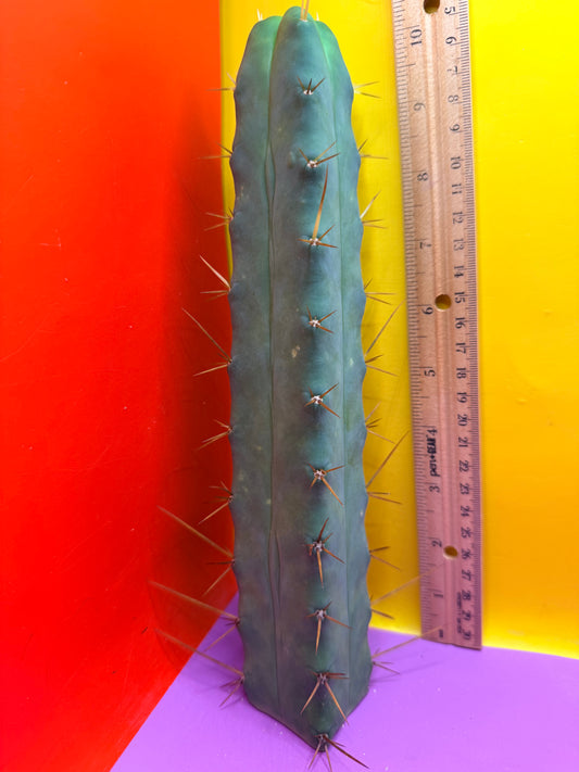 SSO2 X P.C. 4 ribs!!!!