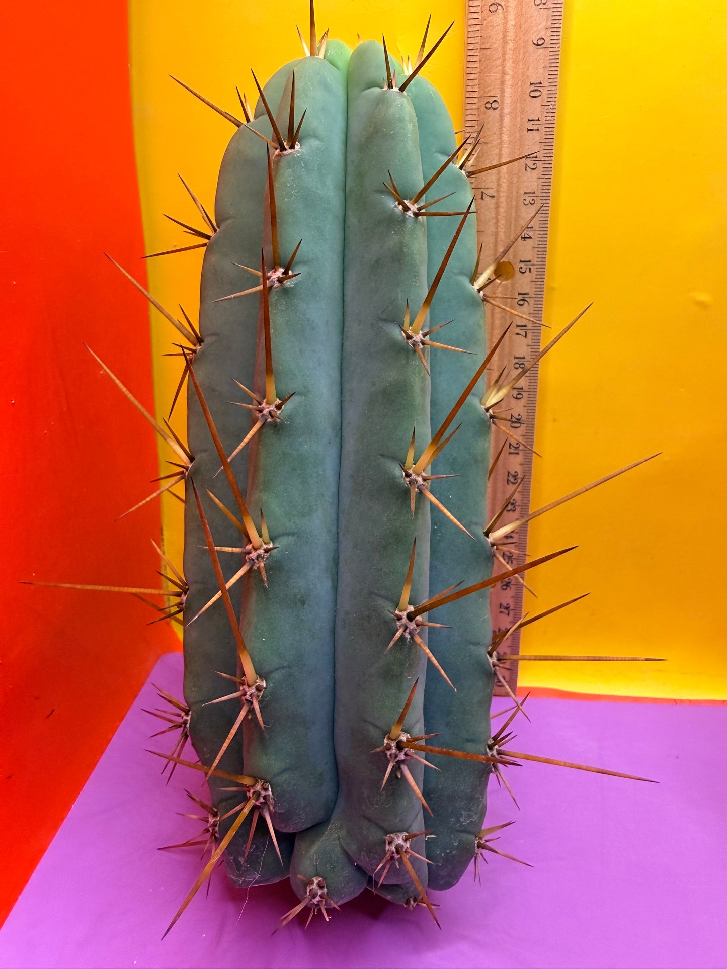 PALA  ! This exact cactus cutting of trichocereus
