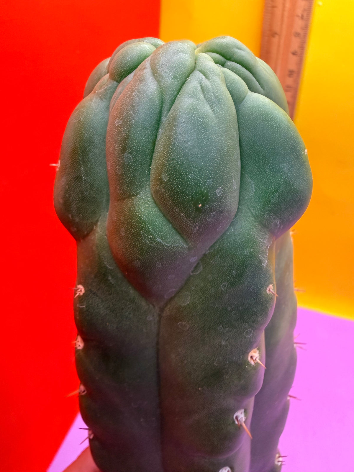 Monstrose San Pedro cactus - TPM !