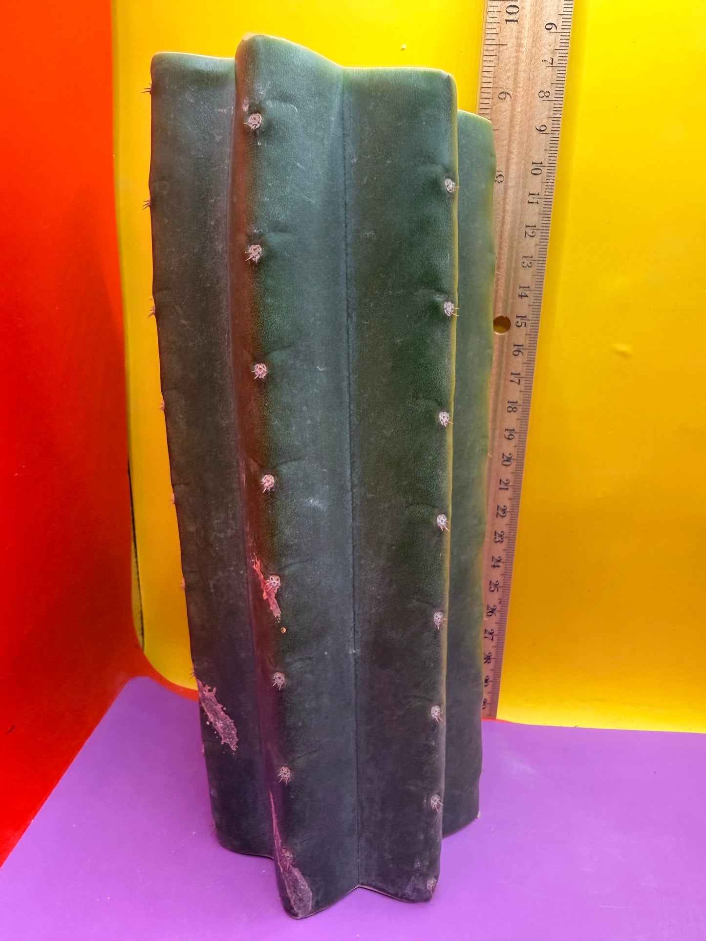Mature Cahuilla cactus Mid section cutting