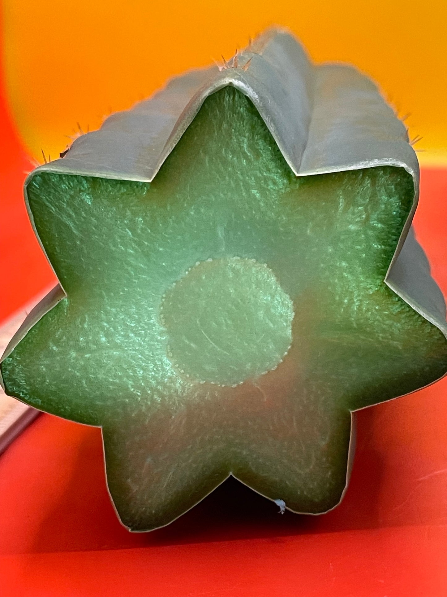 San Pedro Cactus cutting - Medium 8”-10”ready to ship !