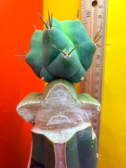 Reverted TBM A Graft