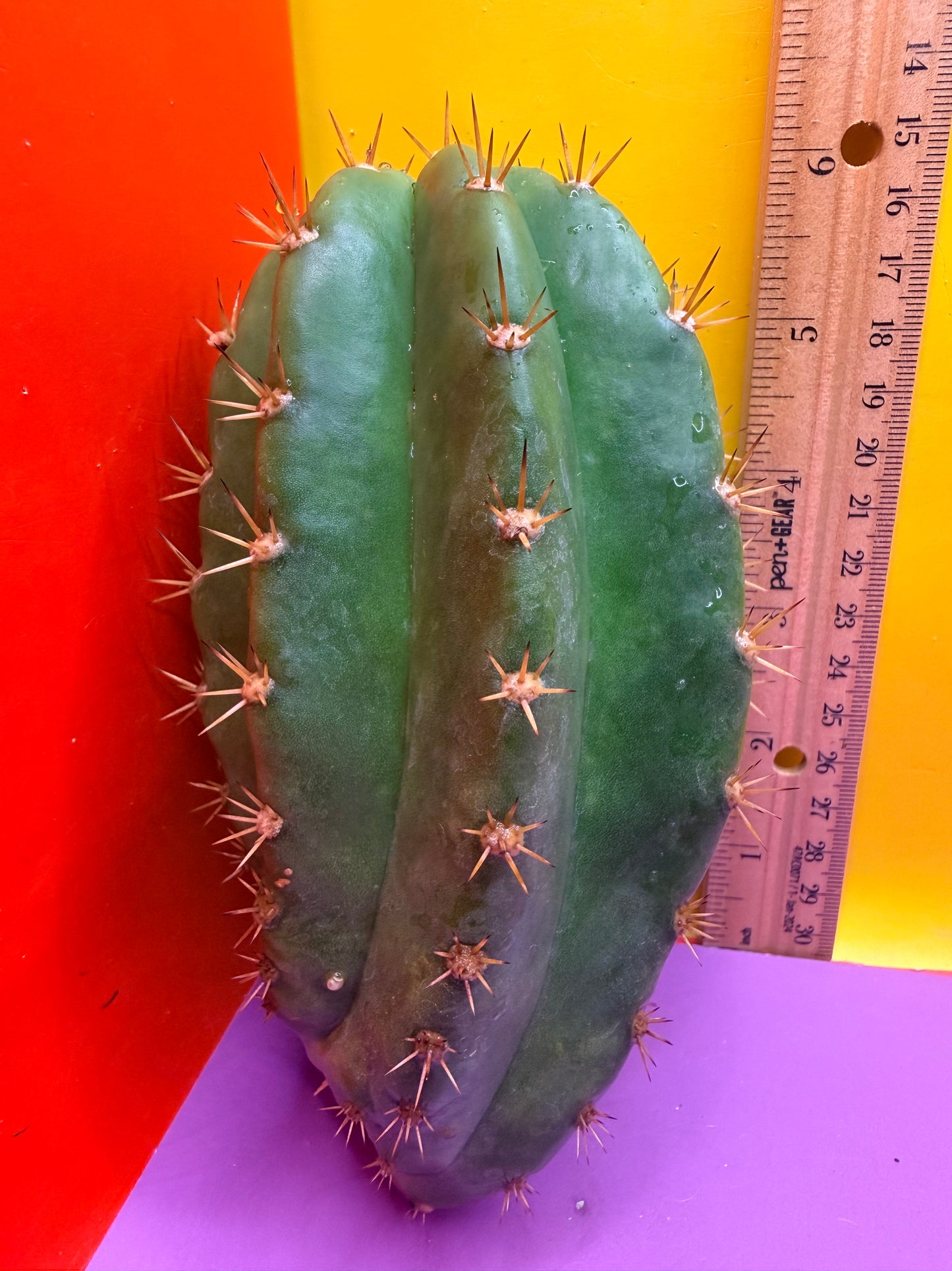 Cacto hebrido
