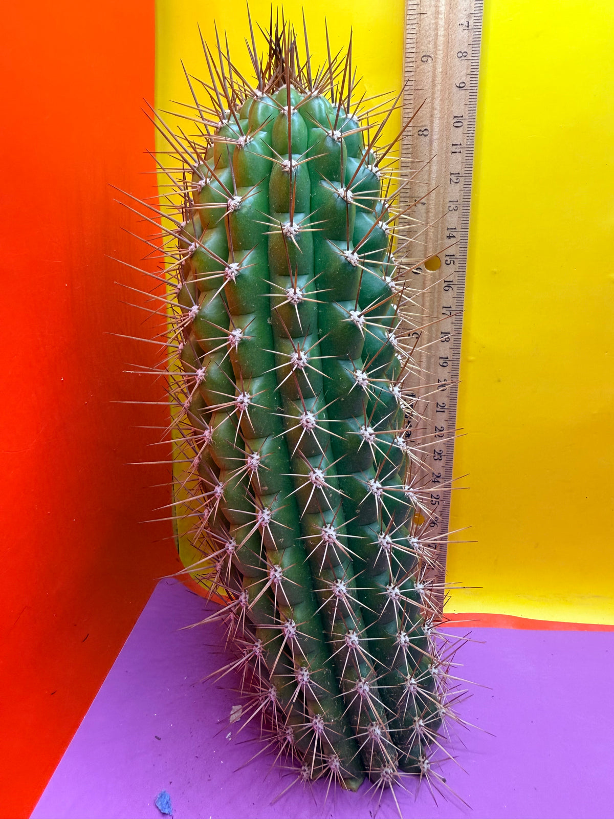 Trichocereus thelegonus