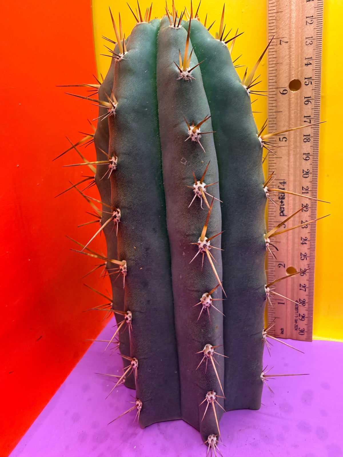 “RC’s T.P. 🧻”  trichocereus peruvianus !!