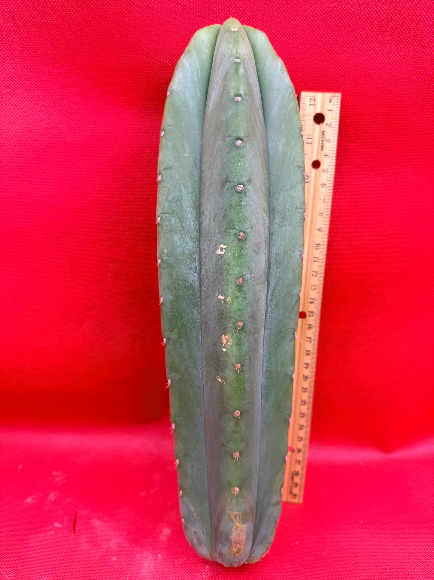 Cahuilla 4” thick !