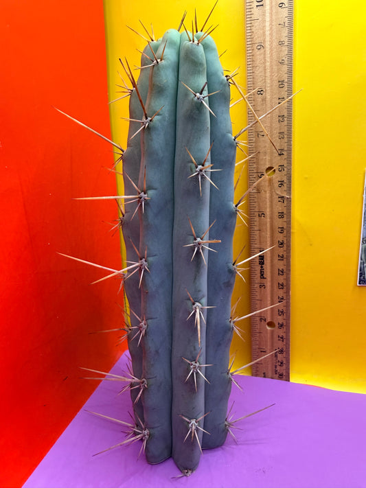 Trichocereus NOID