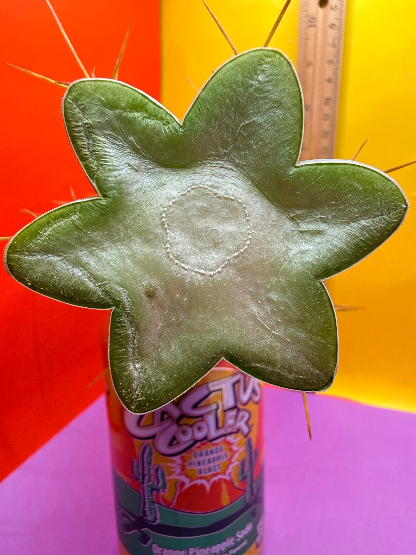 Reverted PENiSCACTUS !!! Longform tbmA