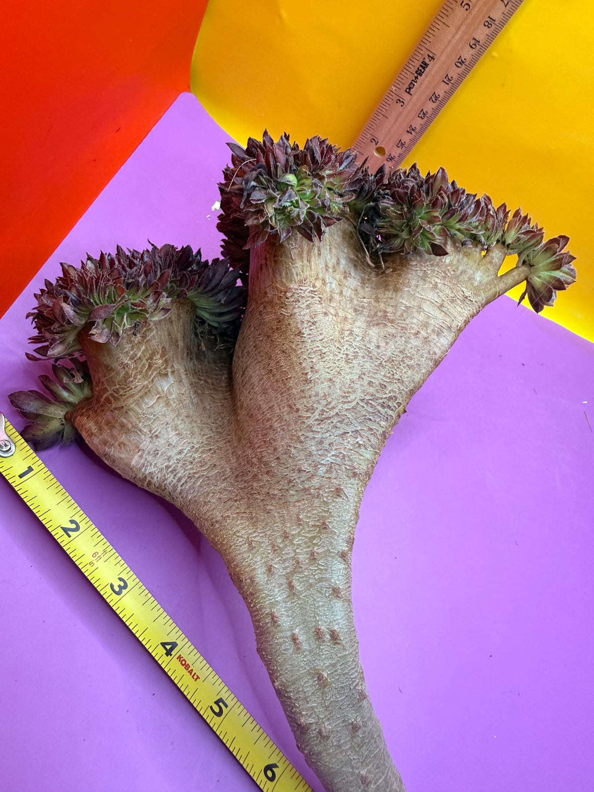 Crested aeonium