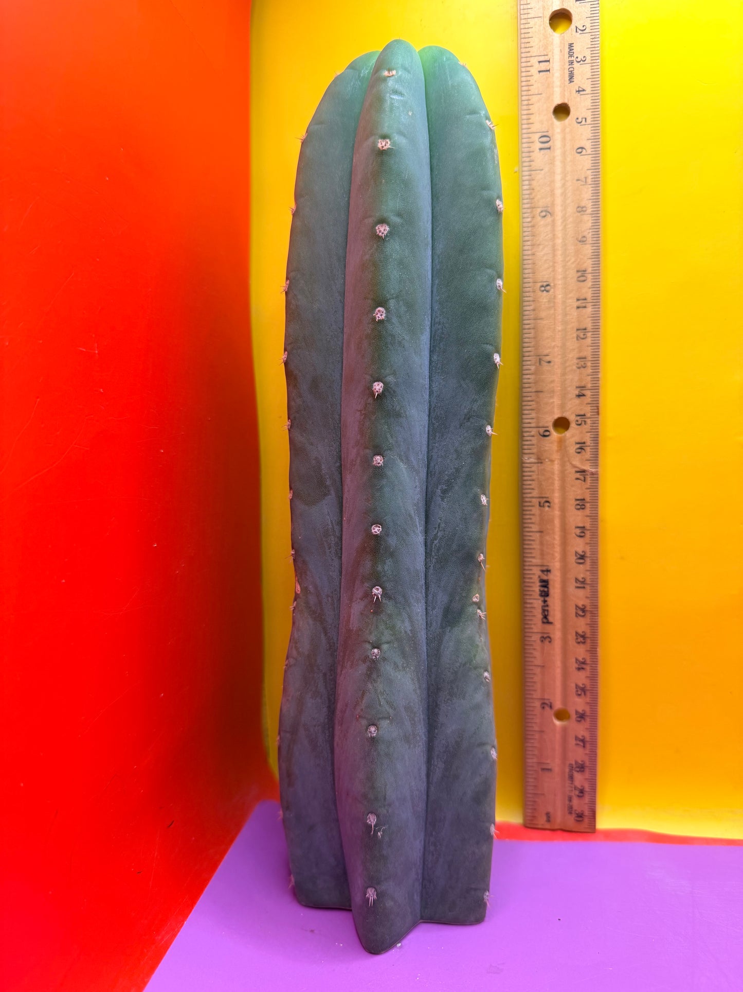 Cahuilla  !