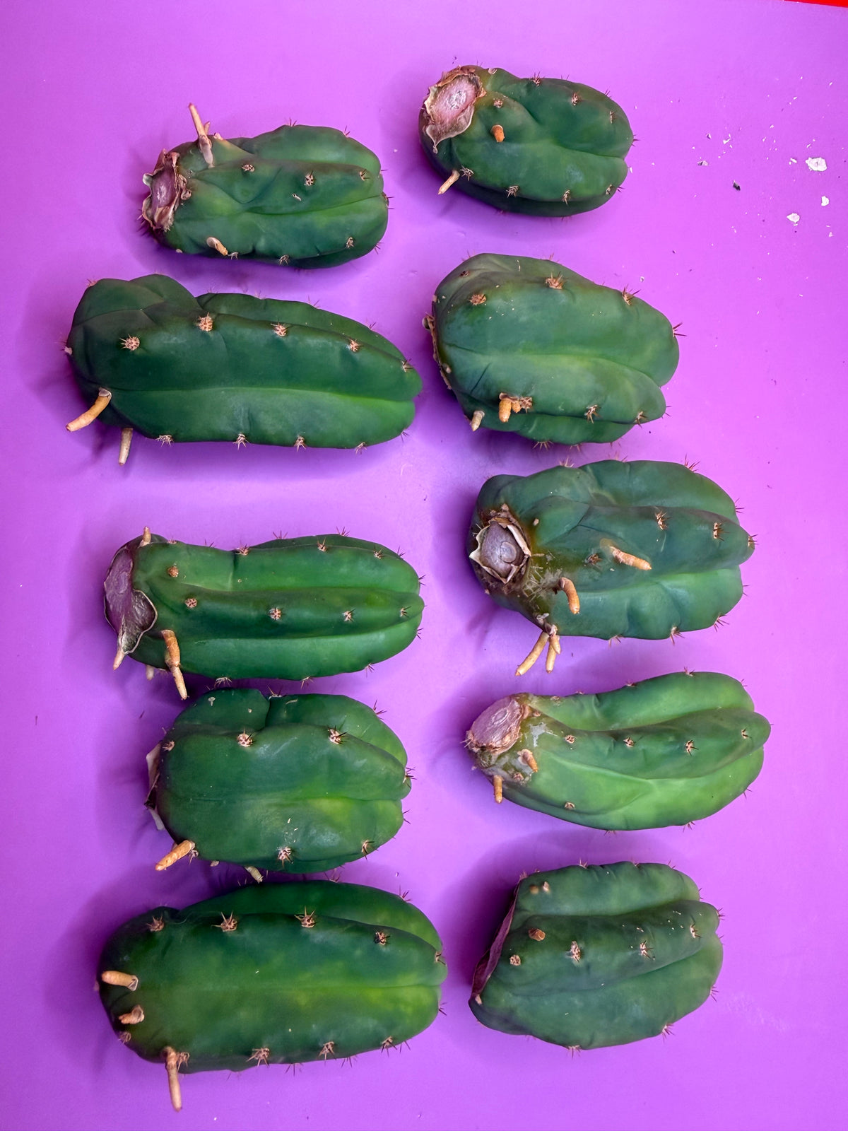 10 pack Rooted San Pedro cactus 🌵 Pups !