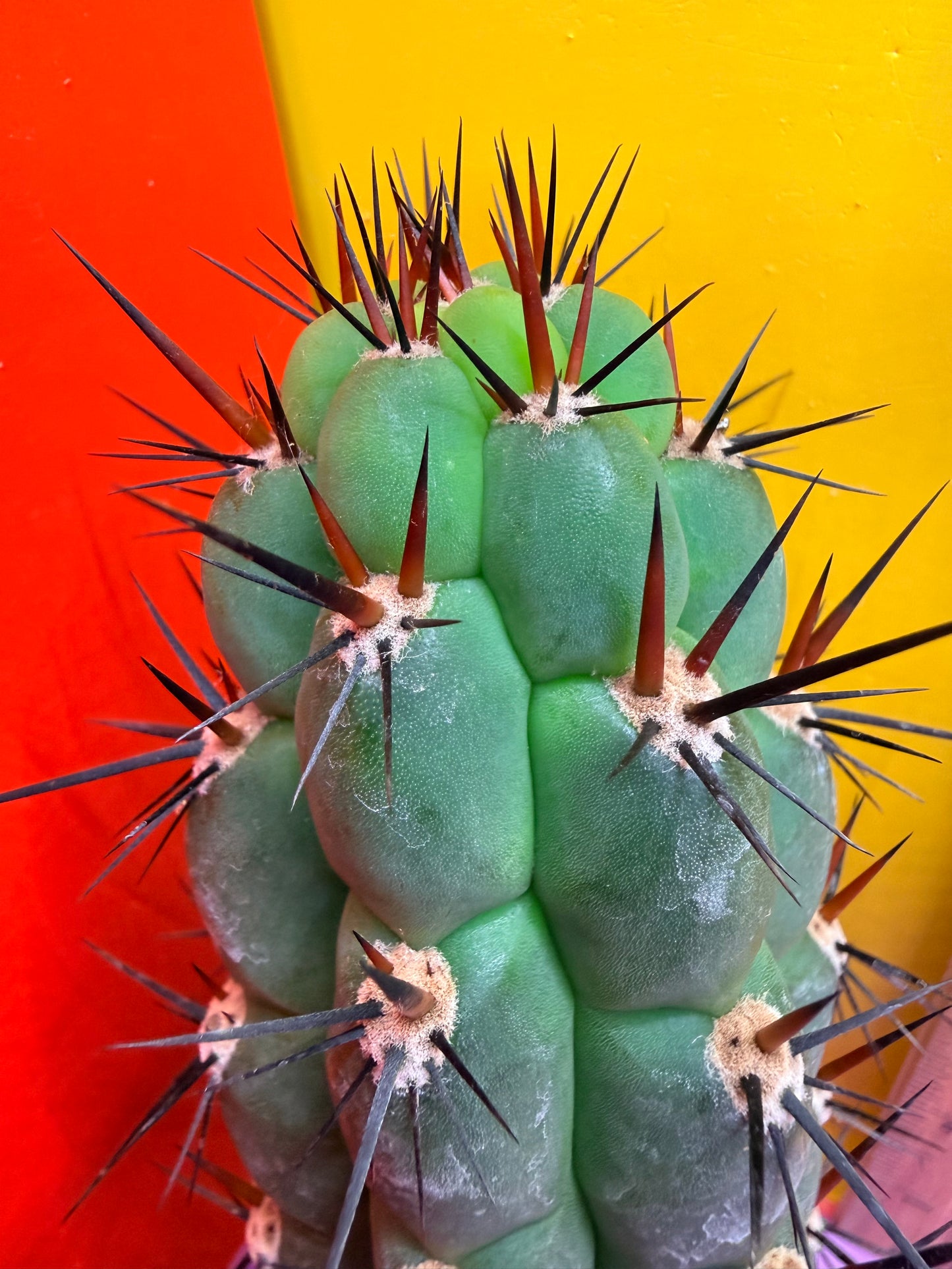 TRICHOCEREUS CHALA !