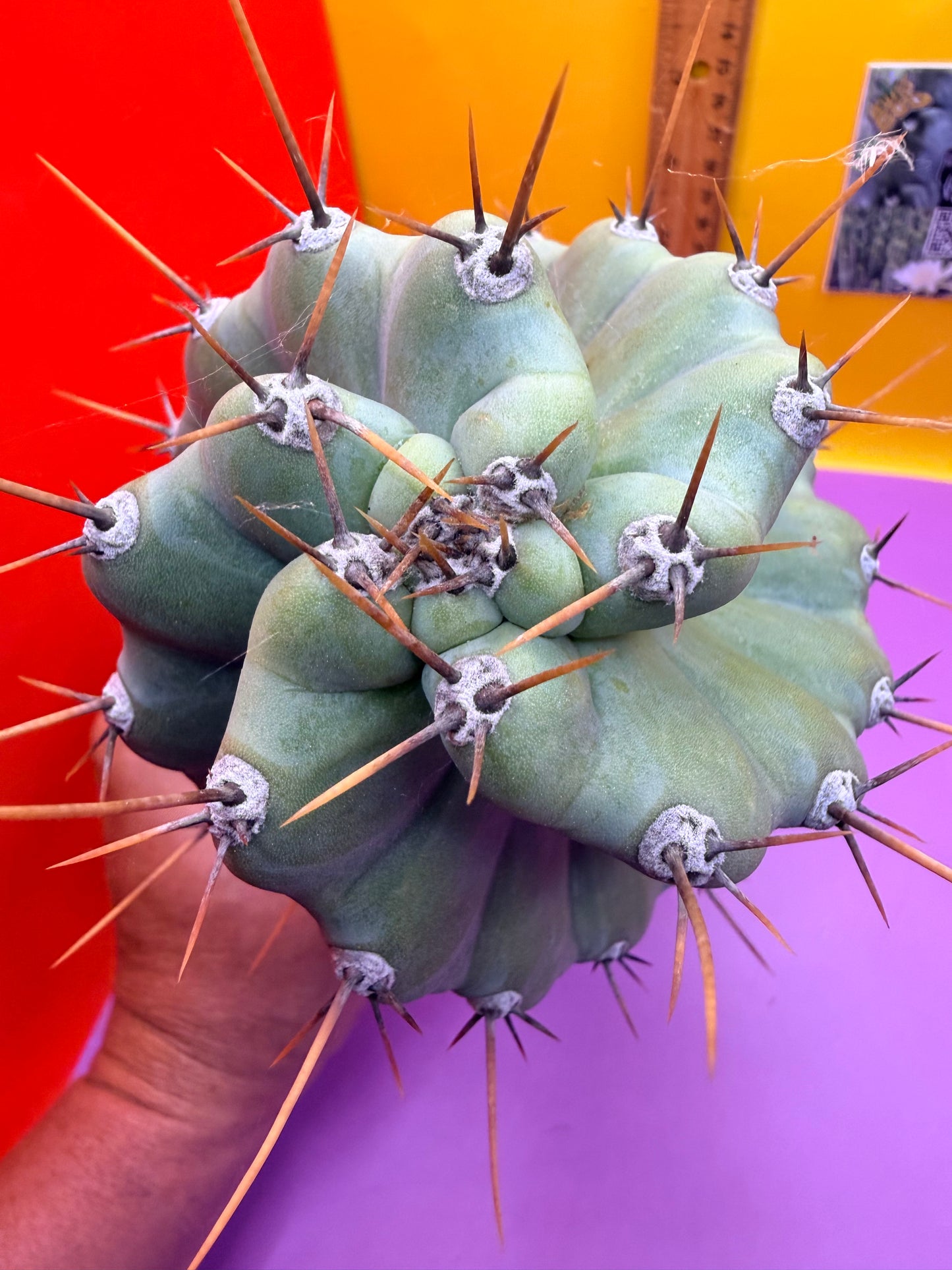 SPIRAL 🌀 CACTUS 🌵!!!