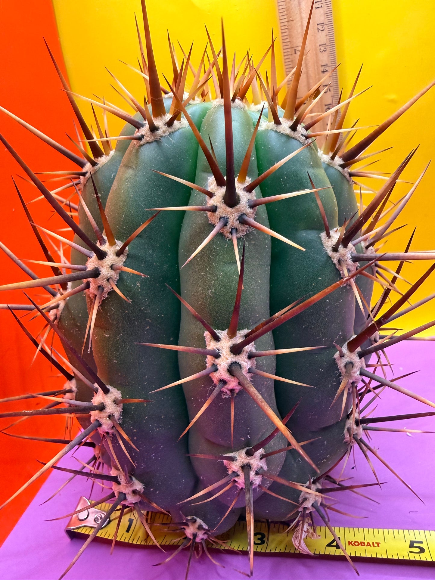 Trichocereus Tacaquirensis 🌶️🌶️