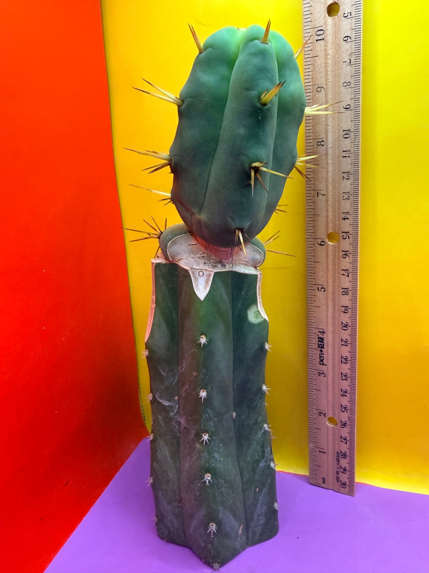 “Jimzz twin spines” 4 winds grafted cactus