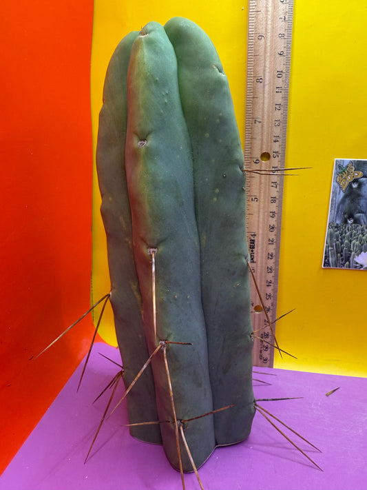 “LMA” bridgesii