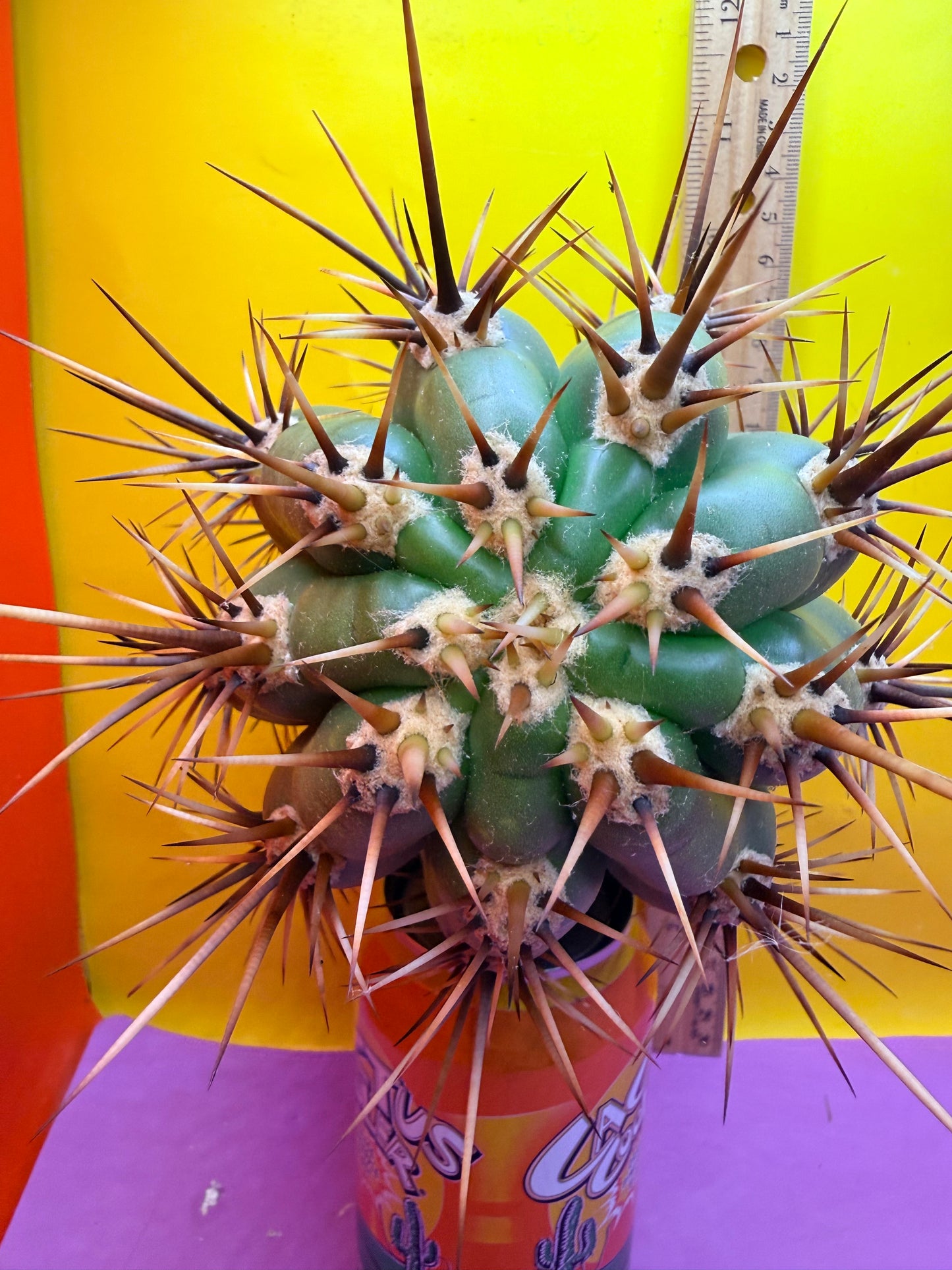 Trichocereus Tacaquirensis 🌶️🌶️
